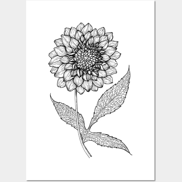 Dahlia hand drawn illustration Wall Art by katerinamk